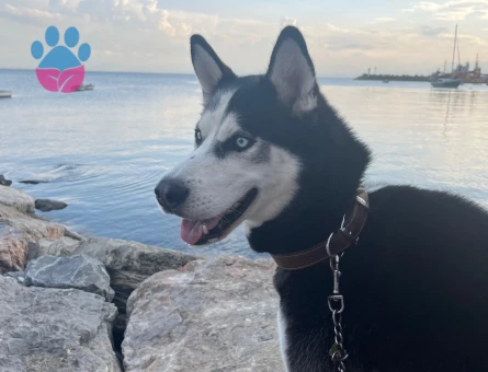 Husky Oğlan'a Eş Arıyoruz