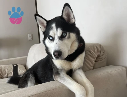 Husky Oğlan'a Eş Arıyoruz