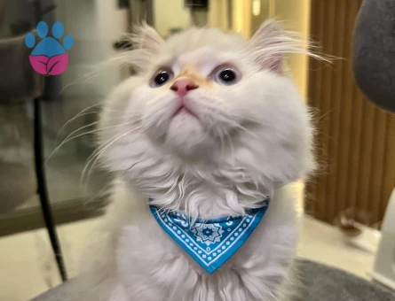 İran kedimize eş arıyoruz