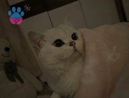 British Shorthair  Silver Kedime Eş Arıyorum