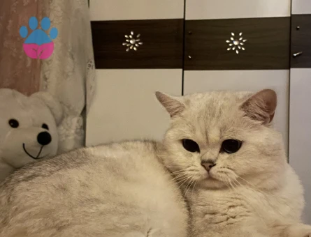 British Shorthair  Silver Kedime Eş Arıyorum