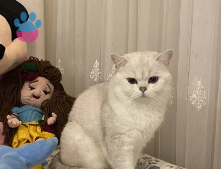 British Shorthair  Silver Kedime Eş Arıyorum