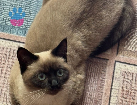 Siyam Kedime Eş Arıyorum 1 Yaşında