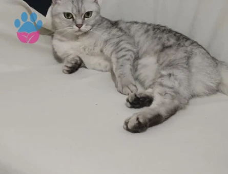 British Shorthair Kedime Damat adaylarını bekliyoruz