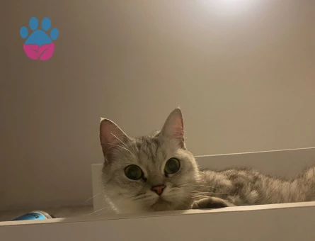 British Shorthair Kedime Damat adaylarını bekliyoruz