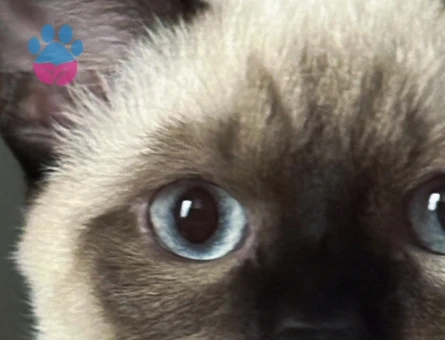 Siyam Kedime Eş Arıyorum