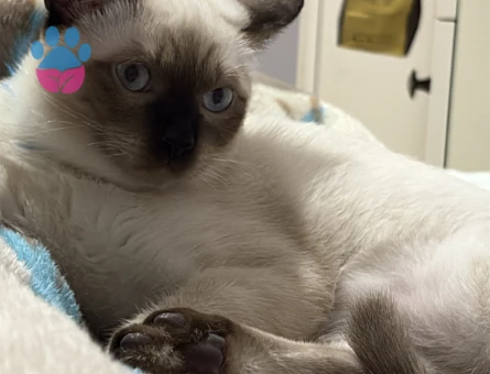 Siyam Kedime Eş Arıyorum