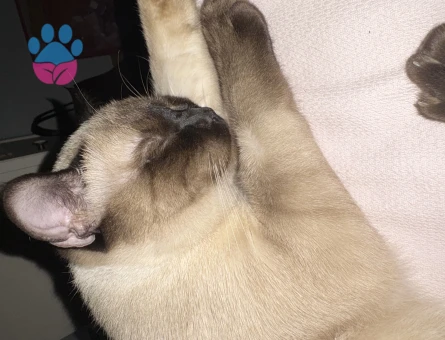 Siyam Kedime Eş Arıyorum