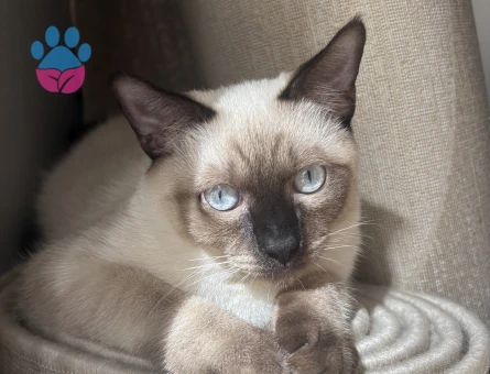 Siyam Kedime Eş Arıyorum