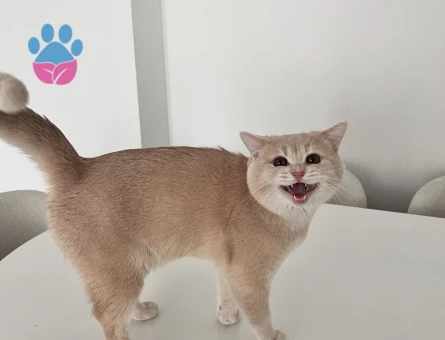 British Shorthair Bej - Eş Arıyor