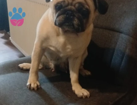 Pug Kızıma Eş Arıyorum