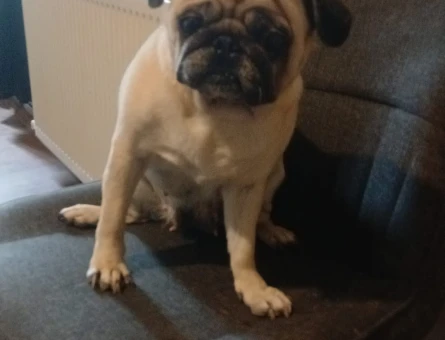 Pug Kızıma Eş Arıyorum - 118981769
