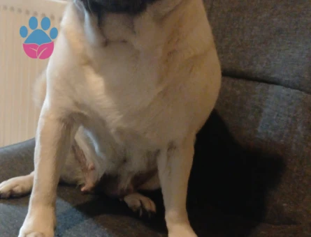 Pug Kızıma Eş Arıyorum