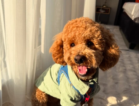 Toy Poodle Köpeğime Eş Arıyorum - 118981770
