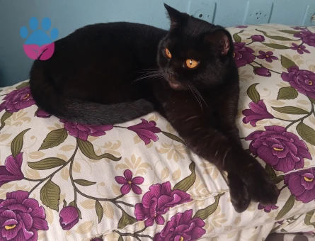 Kızıma Eş Arıyorum