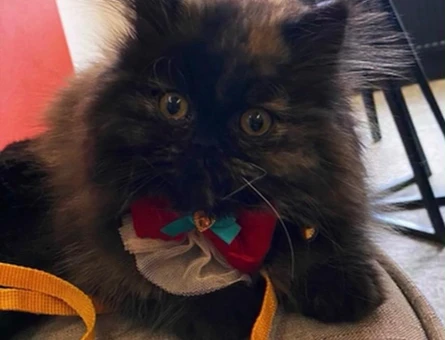Chinchilla 1 Yaşında Kedime Eş Arıyorum - 118981772
