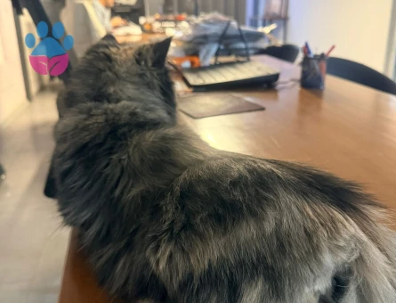 Chinchilla 1 Yaşında Kedime Eş Arıyorum