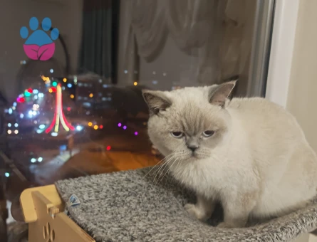 British shorthair kızımıza damat ariyoruz