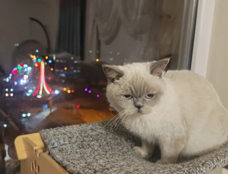 British shorthair kızımıza damat ariyoruz - 118981773