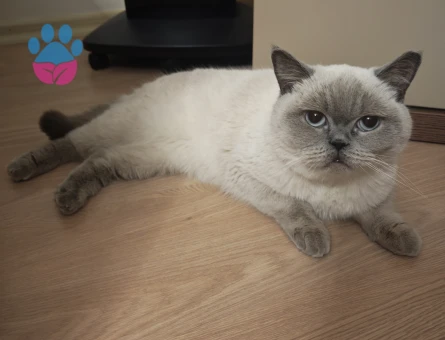 British shorthair kızımıza damat ariyoruz