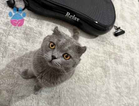 Scottsh fold kedime es Arıyorum