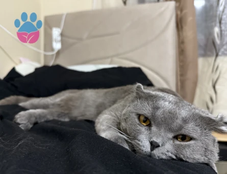 Scottsh fold kedime es Arıyorum