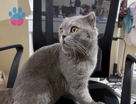 Scottsh fold kedime es Arıyorum