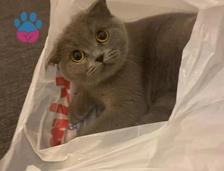 Scottish Fold Maya ya eş arıyoruz