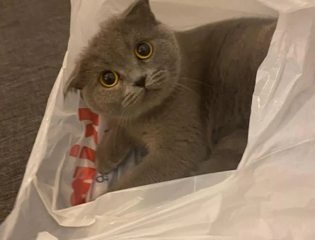 Scottish Fold Maya ya eş arıyoruz - 118981775