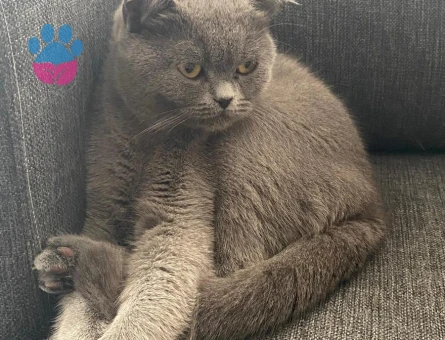 Scottish Fold Maya ya eş arıyoruz