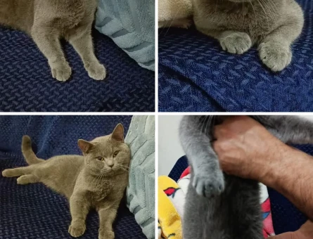 British Longhair 10 Aylık Kedim Eş Arıyor - 118981776