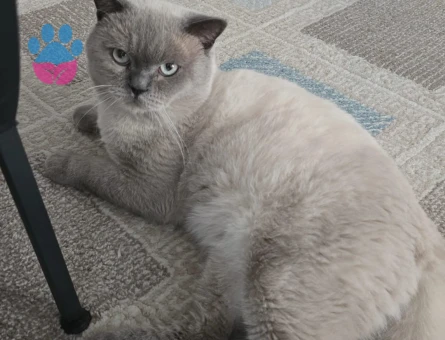 British Shorthair 1 Yaşında Eş Arıyor