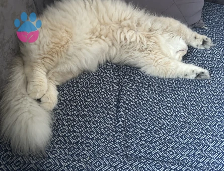 British longhair erkek kedime eş arıyorum