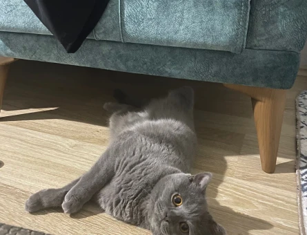 British Shorthair 11 Aylık Kızım Eş Arıyor - 118974999