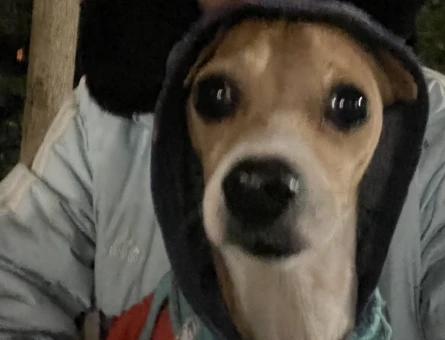 Erkek köpeğime eş arıyorum - 118975001