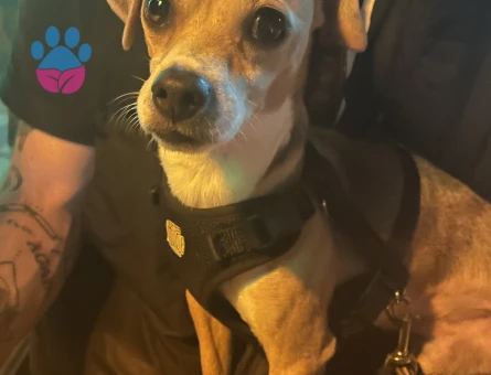 Erkek köpeğime eş arıyorum