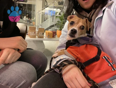 Erkek köpeğime eş arıyorum