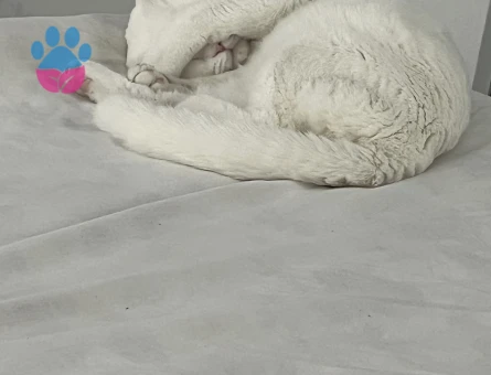 Scottish fold erkek kedime eş arıyorum