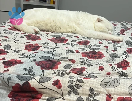 Scottish fold erkek kedime eş arıyorum