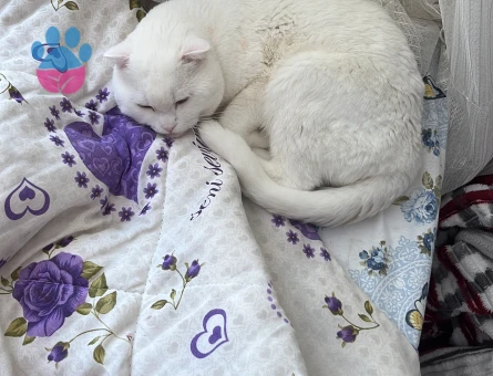 Scottish fold erkek kedime eş arıyorum