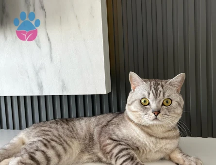 Scottish Fold Yakışıklı Oğluma Eş Arıyorum