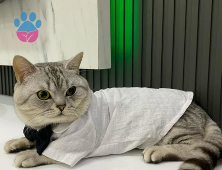 Scottish Fold Yakışıklı Oğluma Eş Arıyorum