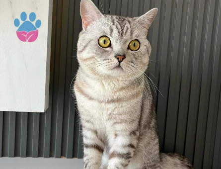 Scottish Fold Yakışıklı Oğluma Eş Arıyorum