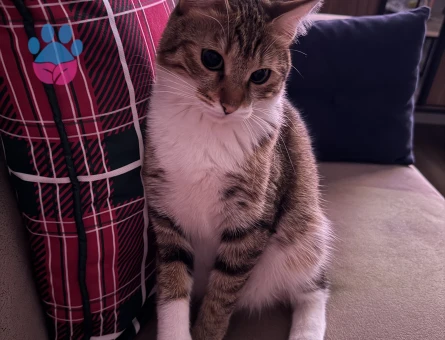 Tekir Dİşi Kedime Eş Arıyorum