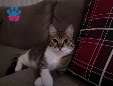 Tekir Dİşi Kedime Eş Arıyorum