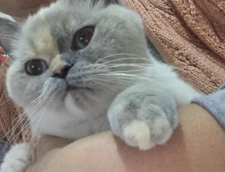 British Shorthair 1 Yaşında Kedim Eş Arıyor - 118975009