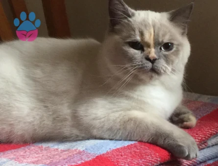 British Shorthair 1 Yaşında Kedim Eş Arıyor