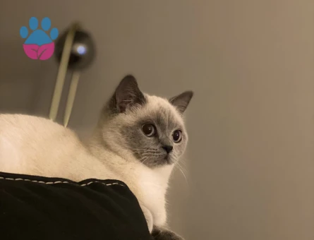 9 aylık blue point kedime erkek eş arıyorum