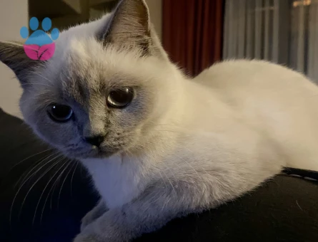 9 aylık blue point kedime erkek eş arıyorum