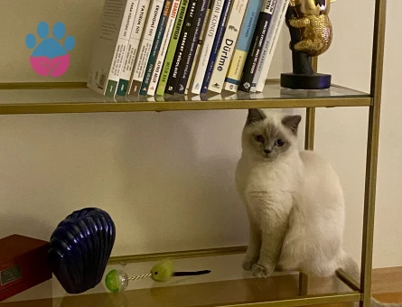 9 aylık blue point kedime erkek eş arıyorum